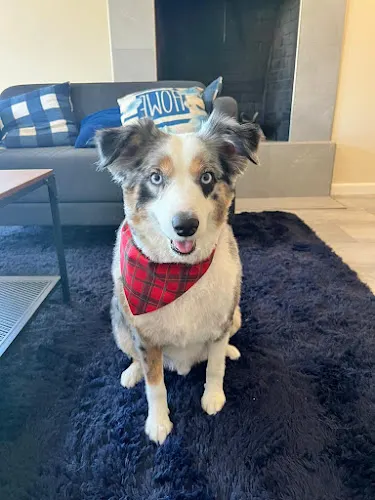 Love and Care Mobile Grooming in Redwood City, CA