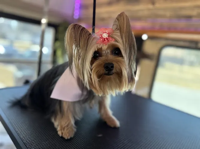 Destiny’s mobile grooming spa - Image 1