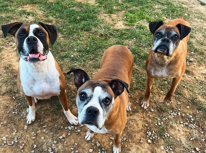 Fairview Pet Kennels inc - Image 1