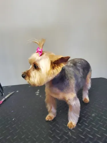 Puppy Purr-fections Mobile Grooming Headquarters - Image 1