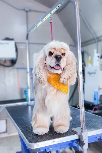 Rockin Rodeo Pet Grooming LLC - Image 1