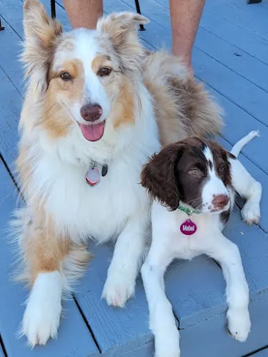 Keen in home pet grooming - Image 1