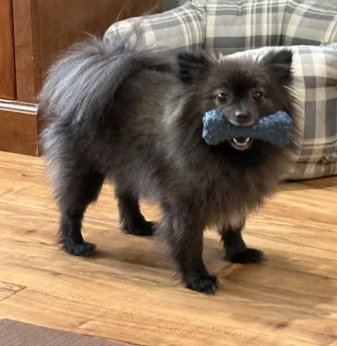 Melba's Pet Grooming - Image 1