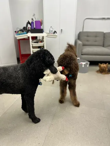Howl Nation Boutique Dog Hotel & Grooming - Image 1