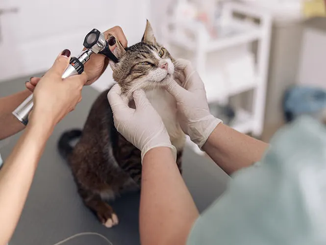 Banfield Pet Hospital - Image 1