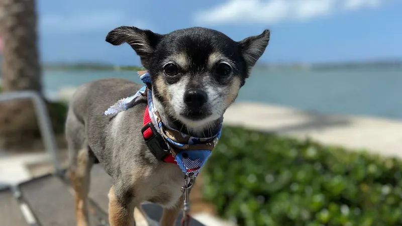 Mobile Pet Grooming VIP Corp - Image 1
