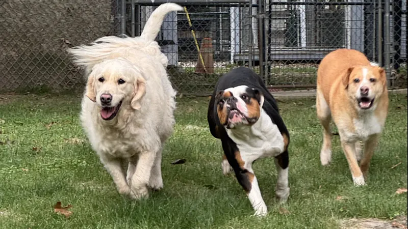 Camelot Kennels in Monson, MA