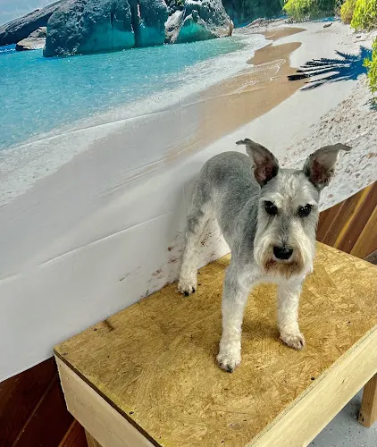 Lissy’s pet creations - Image 1