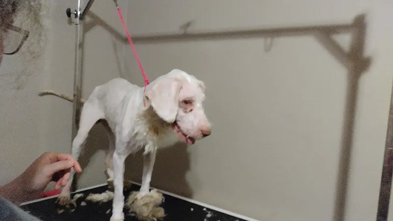 All Fur Love Grooming - Image 1