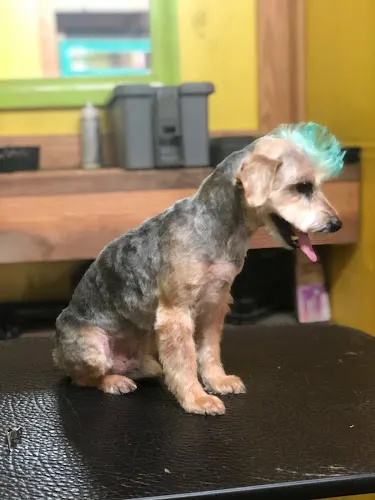 Shaggy 2 Chic Mobile Grooming Boutique - Image 1