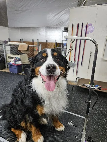 Sunny Daze Dog Grooming - Image 1