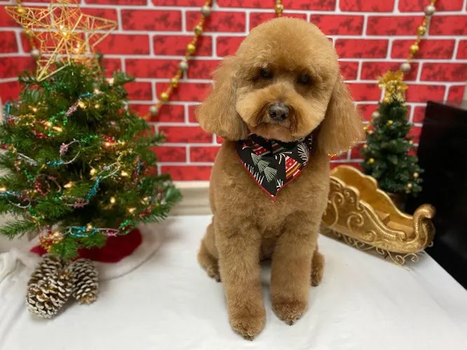 Style N' Canine Pet Services - Image 1