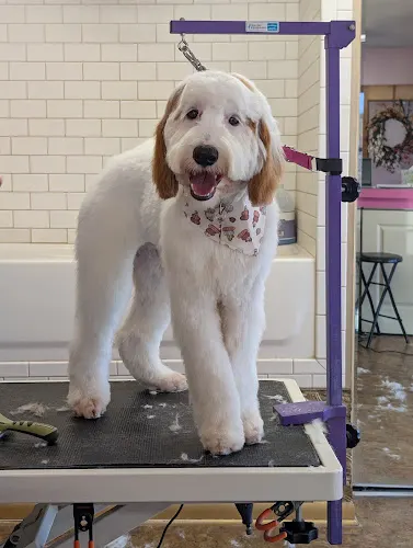 The clean dog club LLC in Fox River Grove, IL