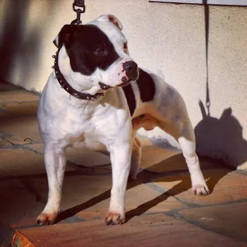 Murphy's Mobile Pet Services - Image 1