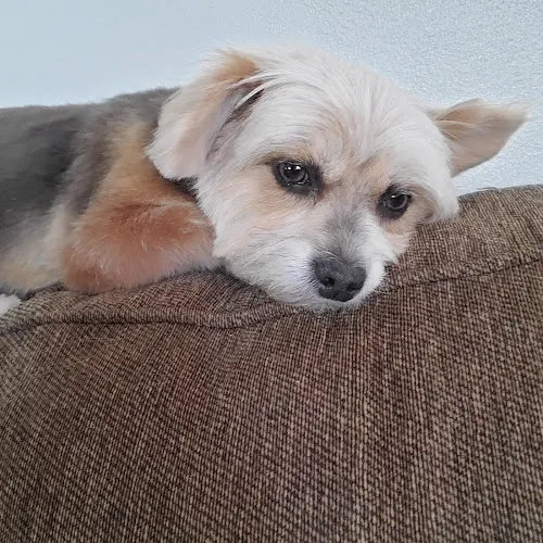 Head To Tail Pet Grooming - Image 1