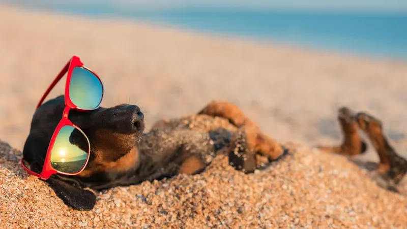 Beachside FurBabies Dog Grooming - Image 1