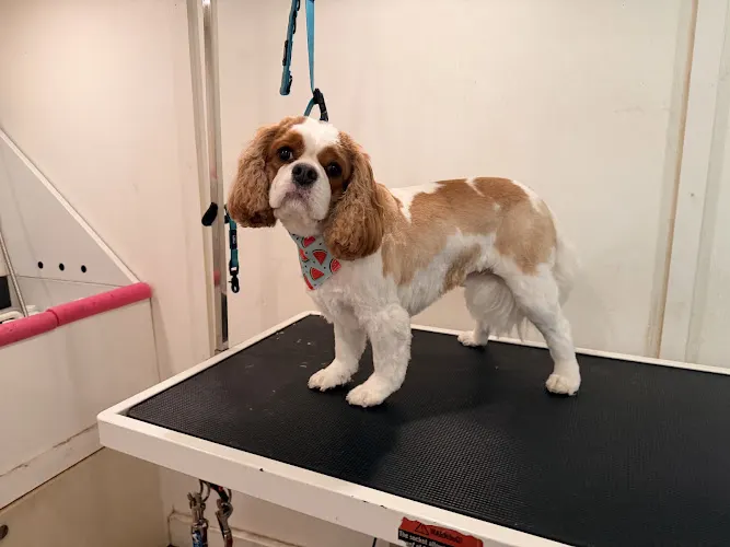 Bark and Boujee Mobile Grooming - Image 1