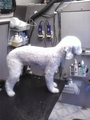 Christy's Mobile Grooming - Image 1
