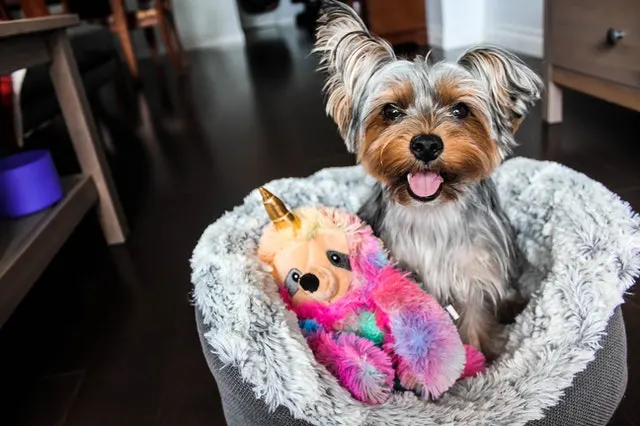 Mobile Dog Grooming Houston Metro - Image 1