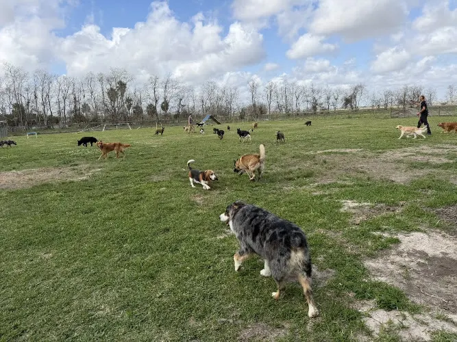Endless Pawsibilities Canine Enrichment Retreat - Image 1
