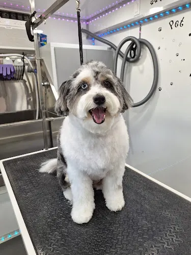Classy Clippers mobile dog grooming LLC - Image 1