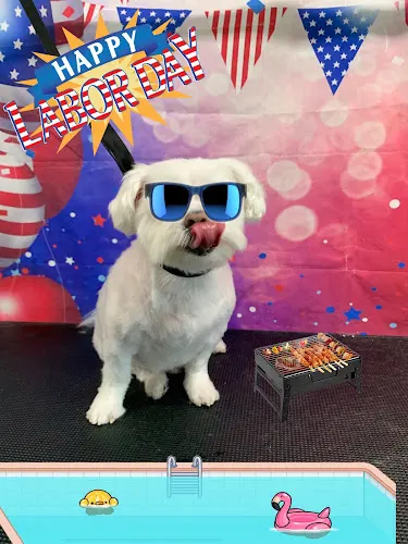 A Wagnificent Mobile Grooming - Image 1