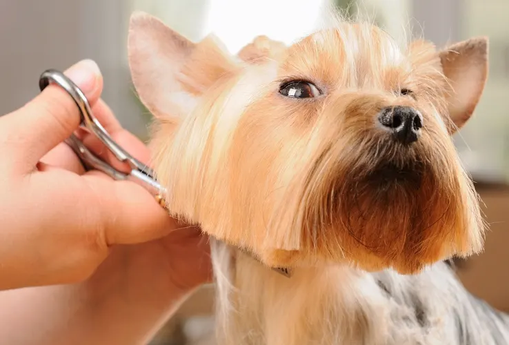 K-9 Express Mobile Dog Grooming - Image 1
