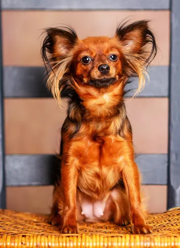 Fluffy Puppy Grooming - Image 1