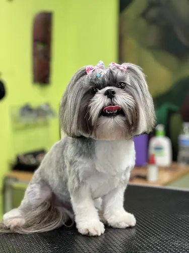 Vilma Grooming in Home - Image 1