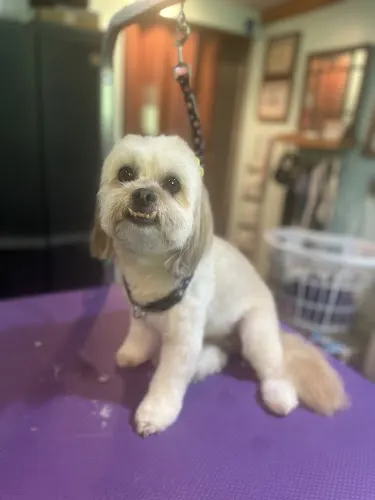 Dani’s Dirty Paws Dog Grooming - Image 1