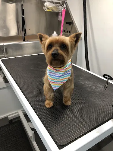 "Paw"miere Mobile Pet Spa - Image 1
