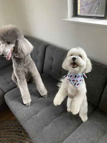 Furbaby In-Home Pet Grooming - Image 1