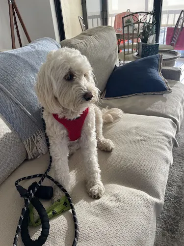 Happy Hounds Grooming - Image 1