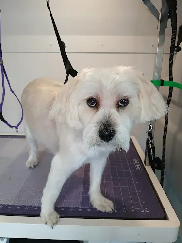 Mel's Dog Grooming Services - Image 1