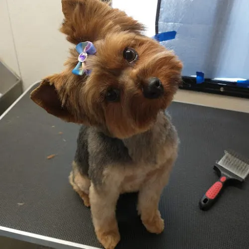 Paws N Tails Mobile Dog Grooming - Image 1