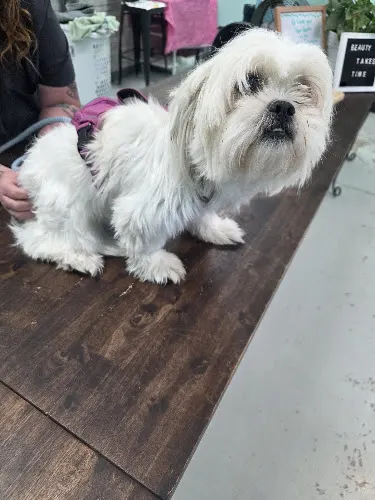 Ashleys Country Pup Dog Grooming ( Lucky Ranch ) - Image 1