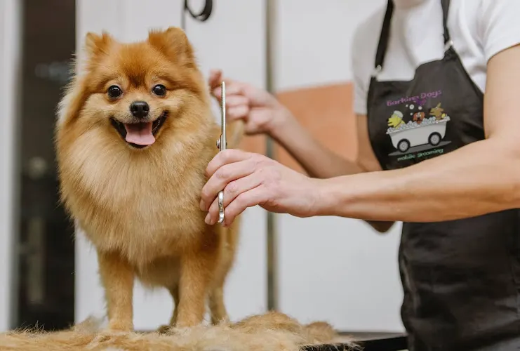 Barking Dogs Mobile Grooming - Image 1