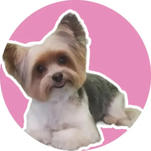 Tidy Tails Mobile Dog Grooming - Image 1