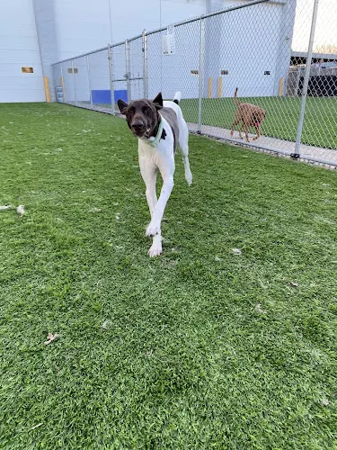 Riverside Pet Resort - Image 1