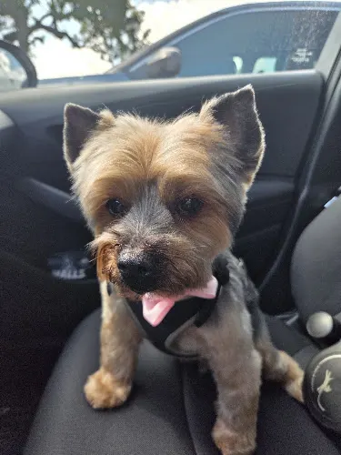 Beauty Pets Mobile - Image 1