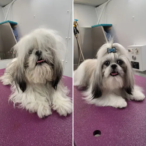 Paw Wow Pet Grooming: Mobile & Salon. - Image 1