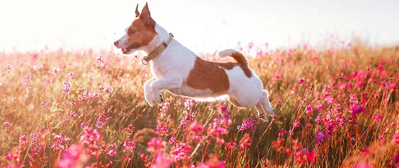 Happy Pets Vets - Cypress Animal Hospital - Image 1