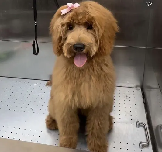 Woof Woof Spa - Image 1