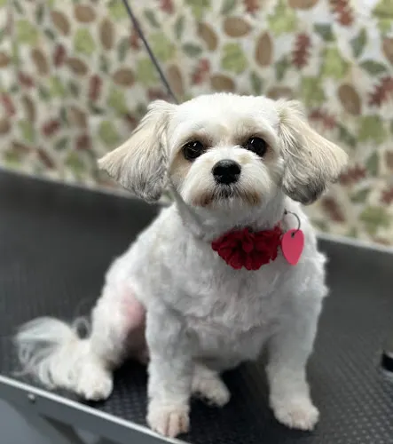 Peanuts Precious Paws Mobile Dog Grooming - Image 1