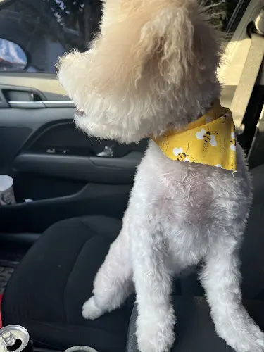 Doggie Spa Day - Image 1