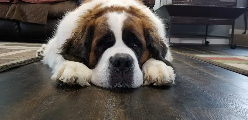 County Line Groom Room Judy - Image 1