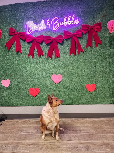 Brush & Bubbles Dog Grooming - Image 1