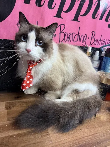 Snazzy Snippings MOBILE CAT & Small Dog Salon - Image 1