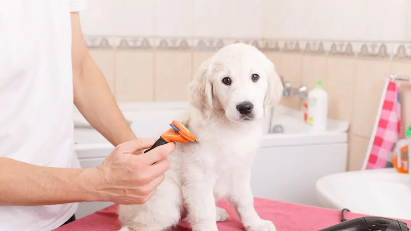 Clarrah Kennel & Pet Hotel - Image 1