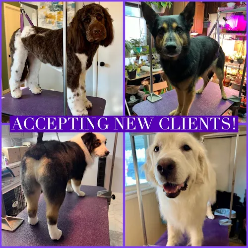 House Call Dog Grooming by Jenn LLC - Image 1